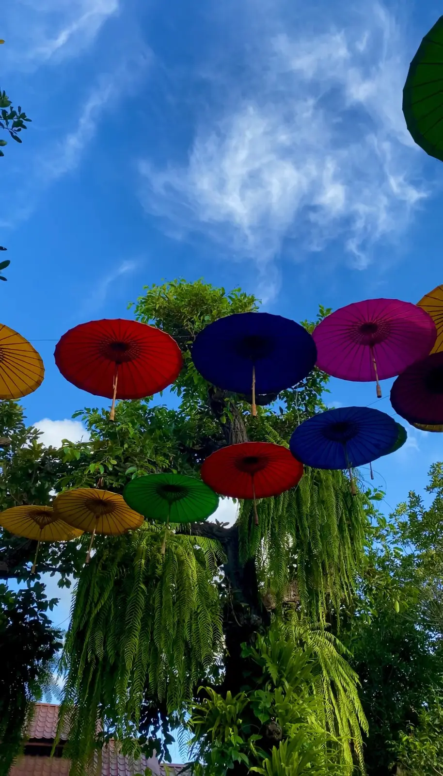 Colourful parasols strung overhead in a garden