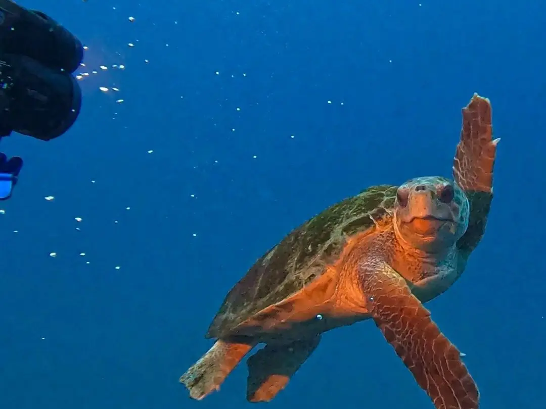A sea turtle gliding over the reef