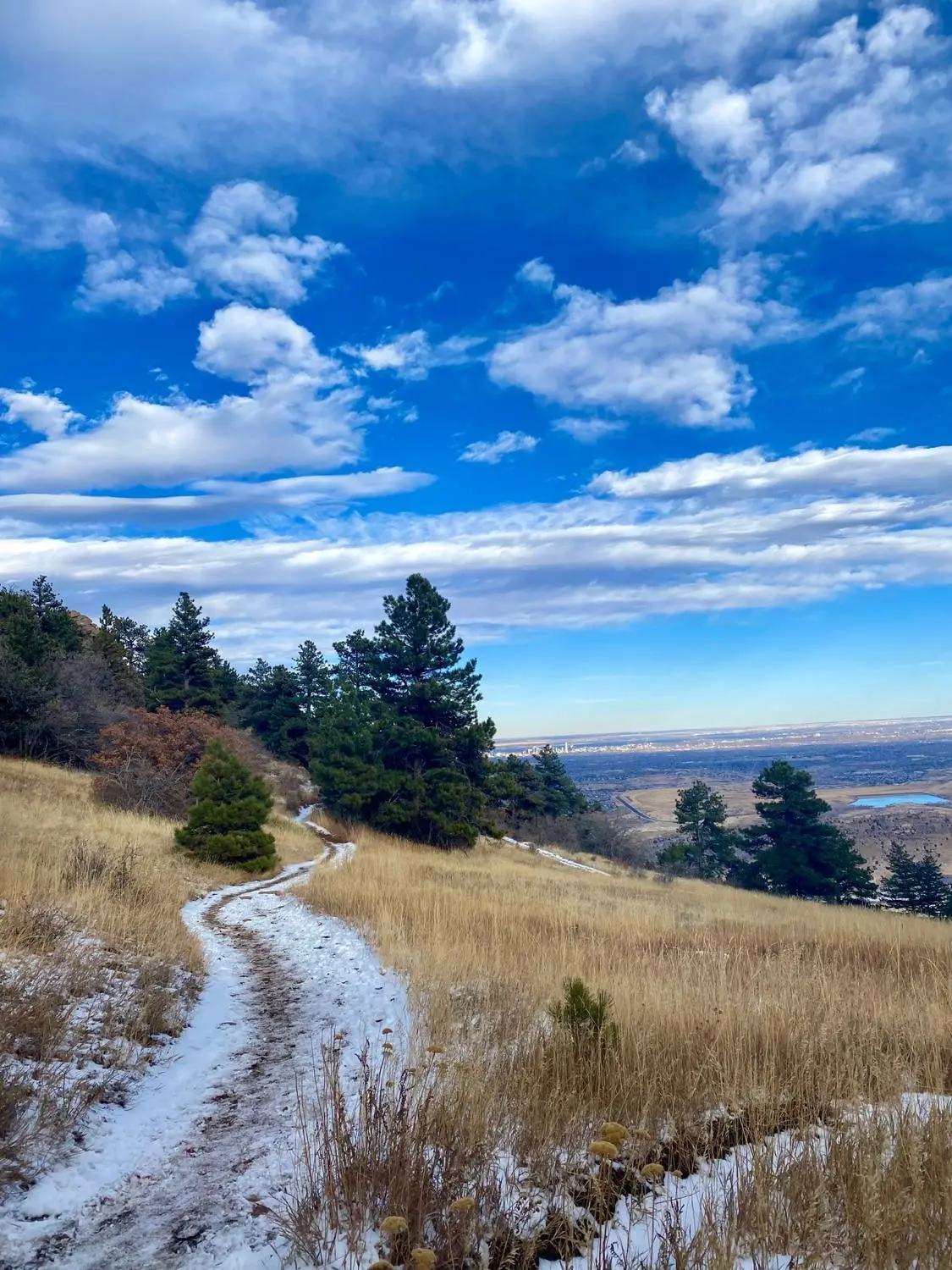 A snowy trail through golden grass and pine trees under a blue sky