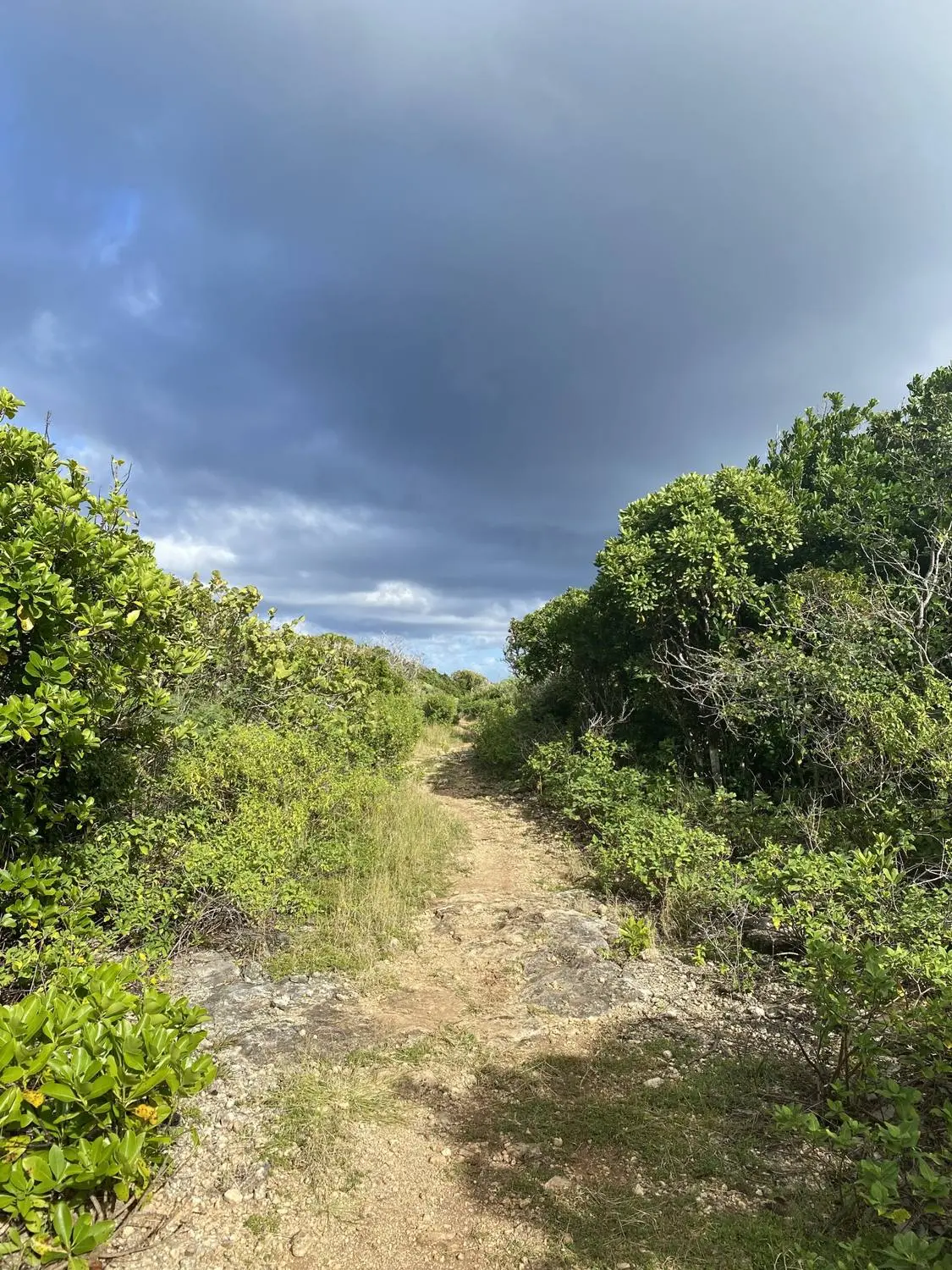 A dirt path through green scrub under a stormy sky