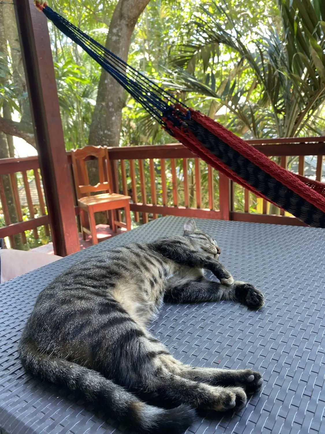 A tabby cat asleep on a table on a wooden veranda, a hammock hanging behind